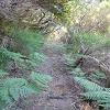 Plants: image 11 Of 208 Thumb